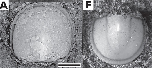 Fossil Cotalagnostus greilingi